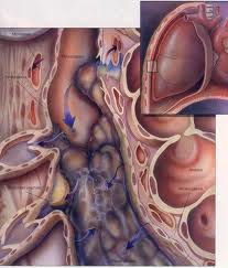 Osler-Weber-Rendu Disease and Pulmonary Arteriovenous Fistulas (1)